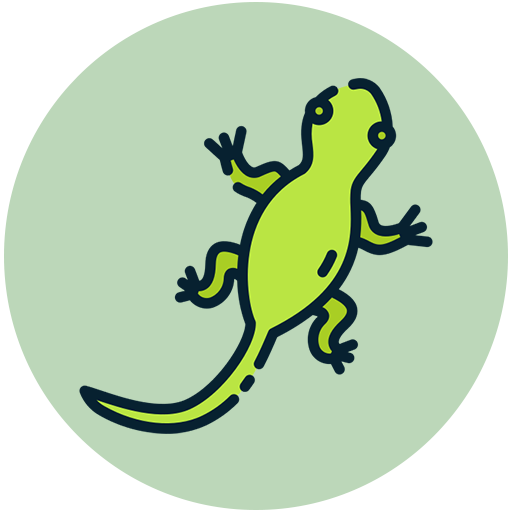 Lizard