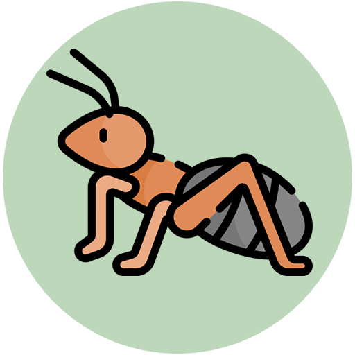 Ant