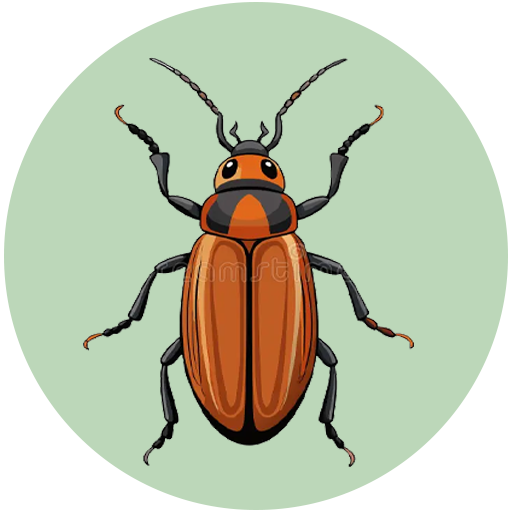 Carpet Beetle