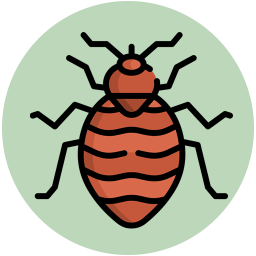 Bed Bug